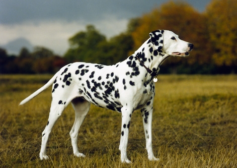 Adorable Dalmatian Dog