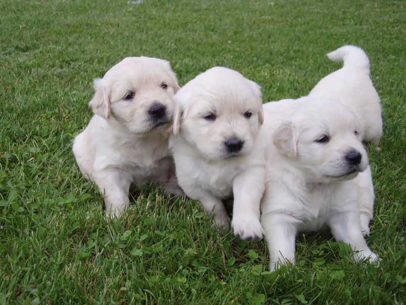 Adorable Golden Retriever Puppies Sitting On Grass