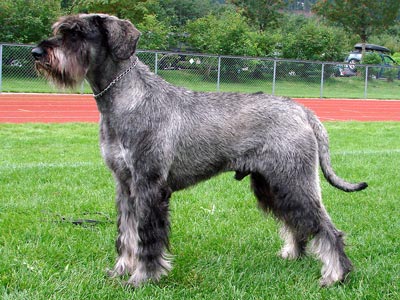28 Very Beautiful Salt Pepper Giant Schnauzer Dog Pictures