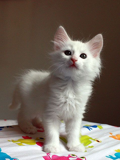 Adorable Turkish Angora Kitten