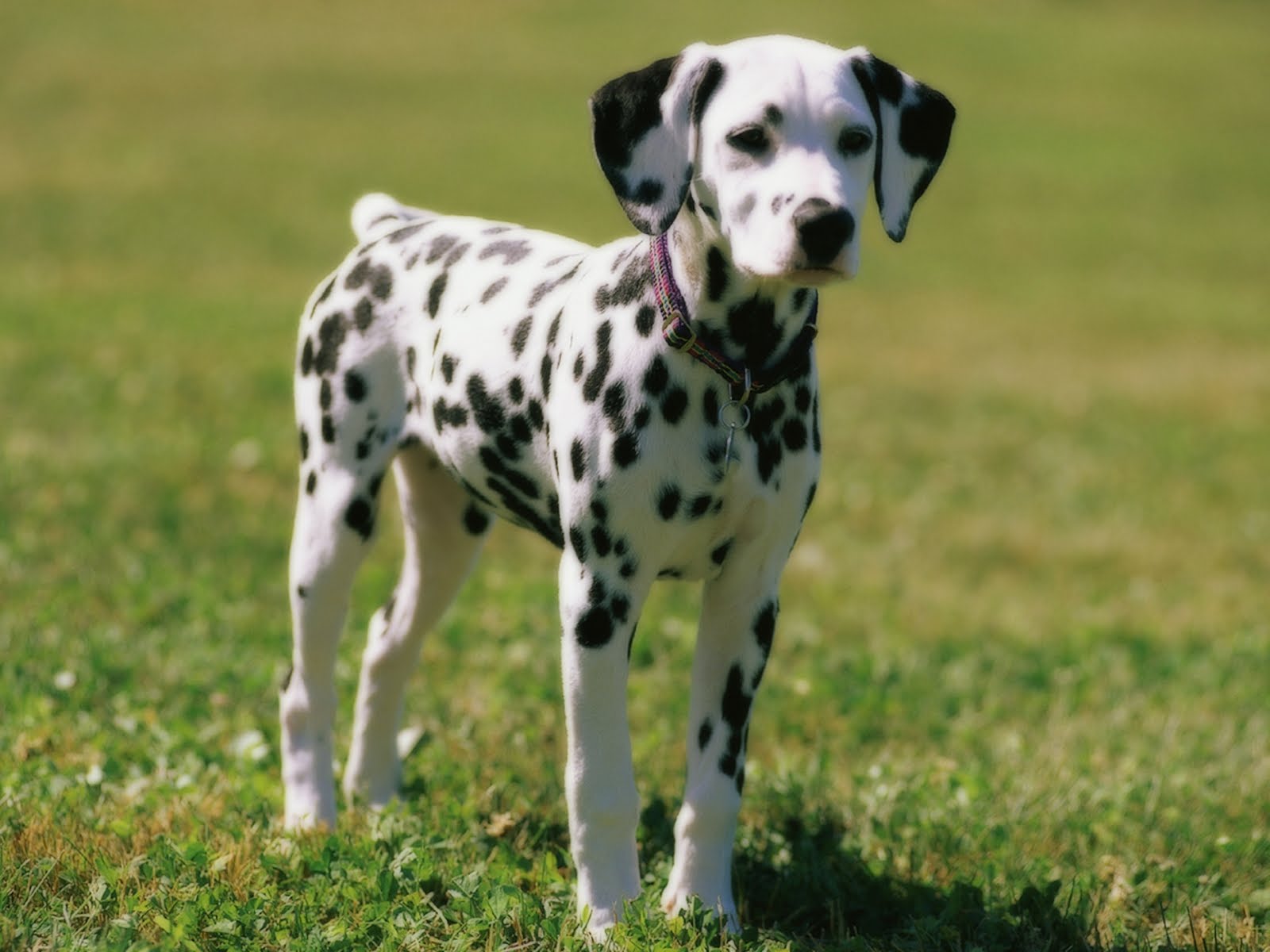 Adult Beautiful Dalmatian Dog In Garden
