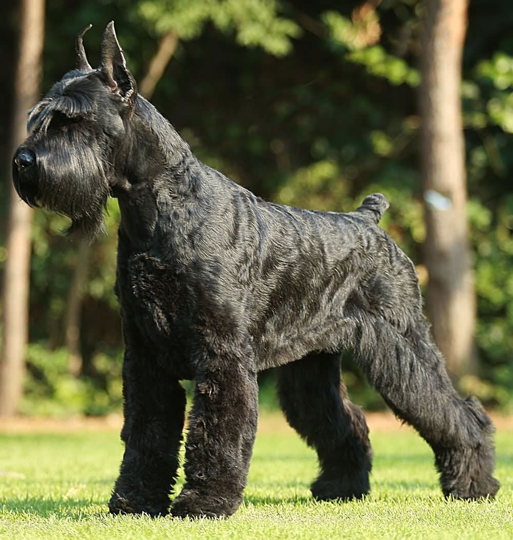 30+ Most Beautiful Black Giant Schnauzer Dog Pictures And Photos