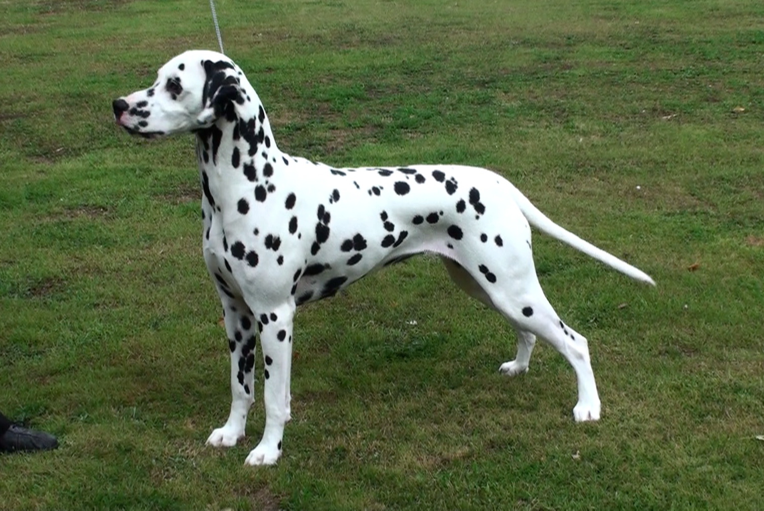 Adult Dalmatian Dog In Park