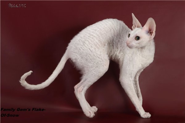 Adult White Cornish Rex Cat