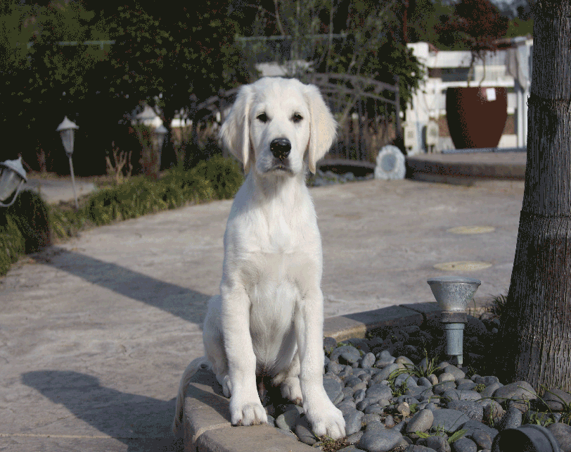 Adult White Golden Retriever Dog