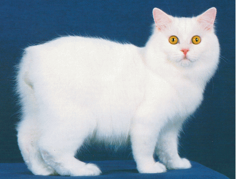 Amazing White Cymric Cat