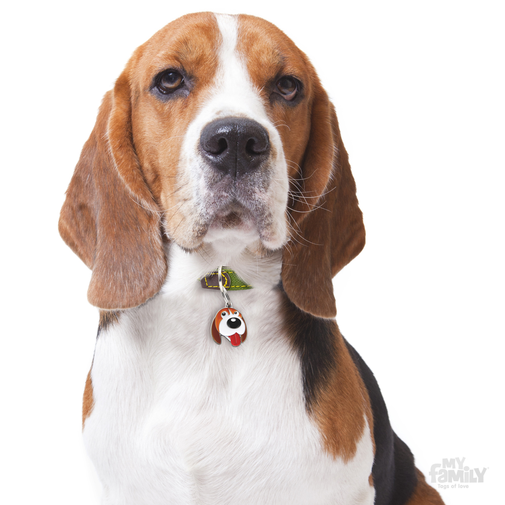 Awesome Beagle Dog Photo