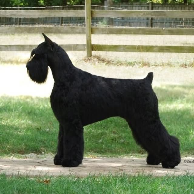 Awesome Black Giant Schnauzer Dog