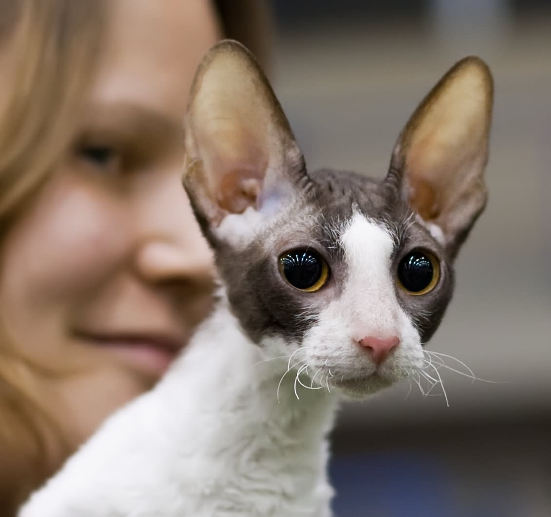 Awesome Cornish Rex Cat Face Picture