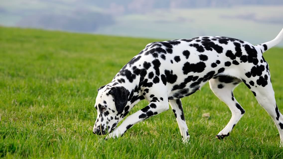 Awesome Dalmatian Dog Outside
