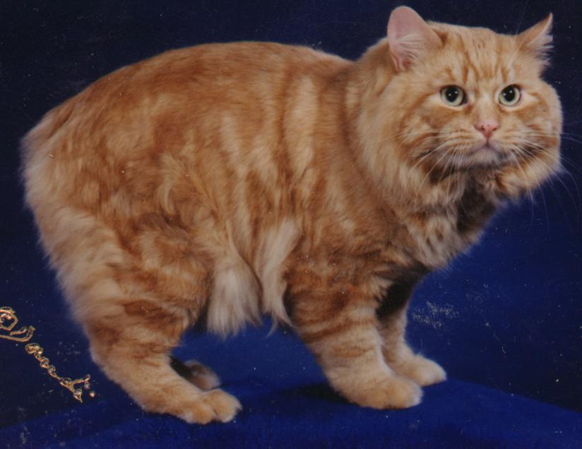Awesome Orange Cymric Cat Picture