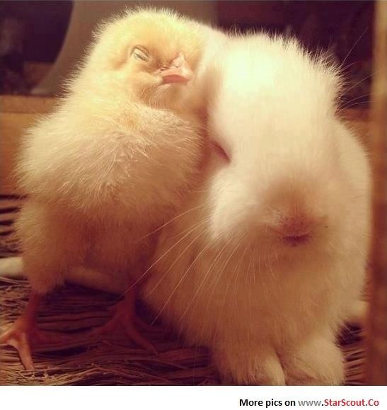 Baby Chickens Funny Fluffy Picture