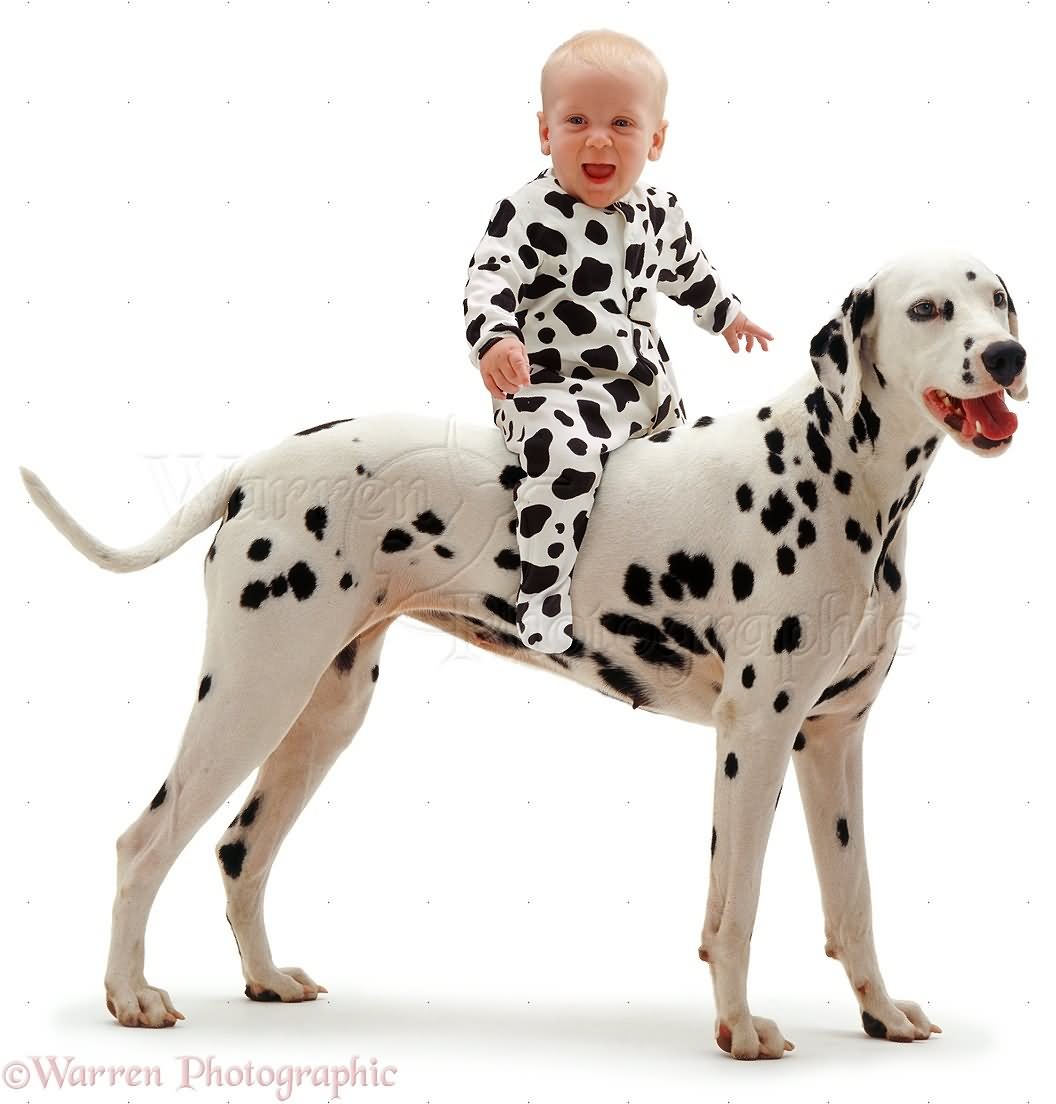 Baby Riding Dalmatian Dog Picture