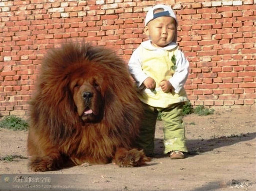 Baby With Fluffy Dog Funny Picture
