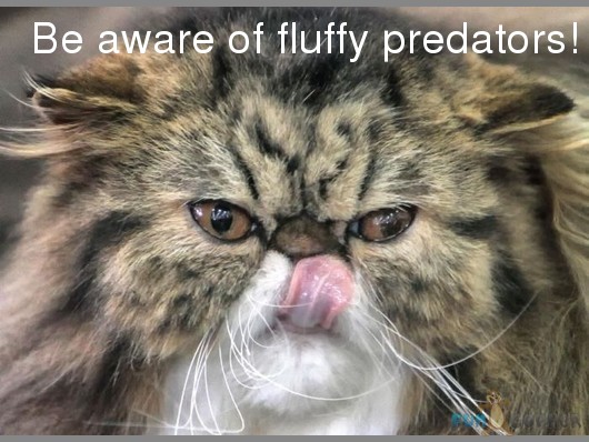 Be Aware Of Fluffy Predators Funny Cat