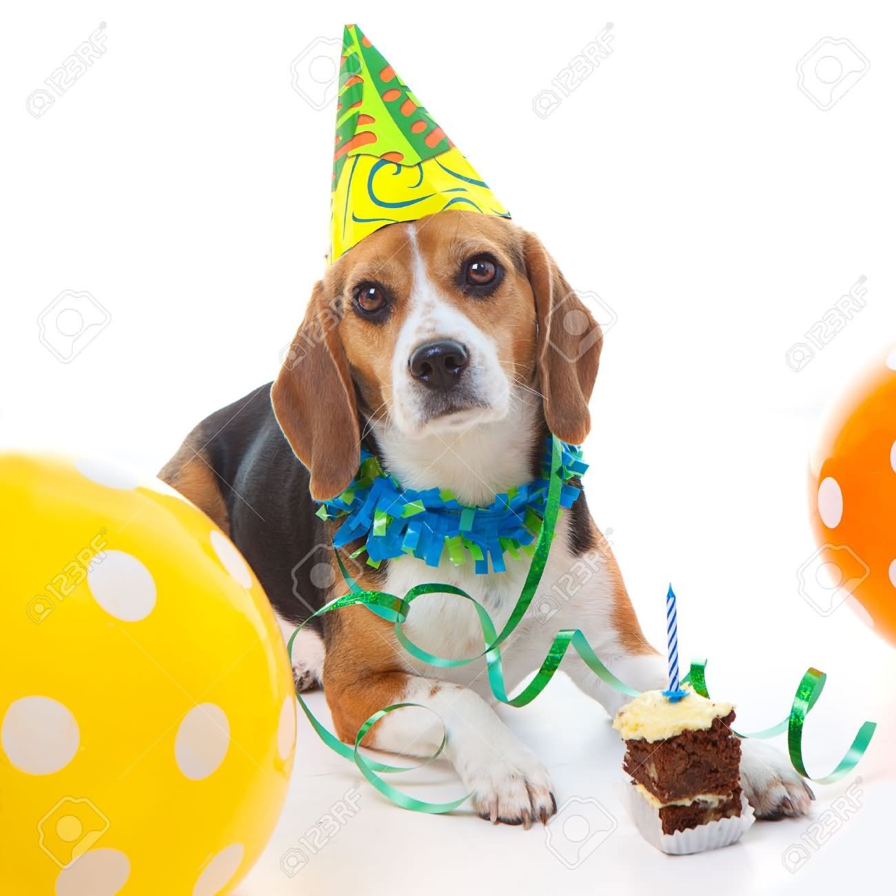 Beagle Dog Celebrating Birthday