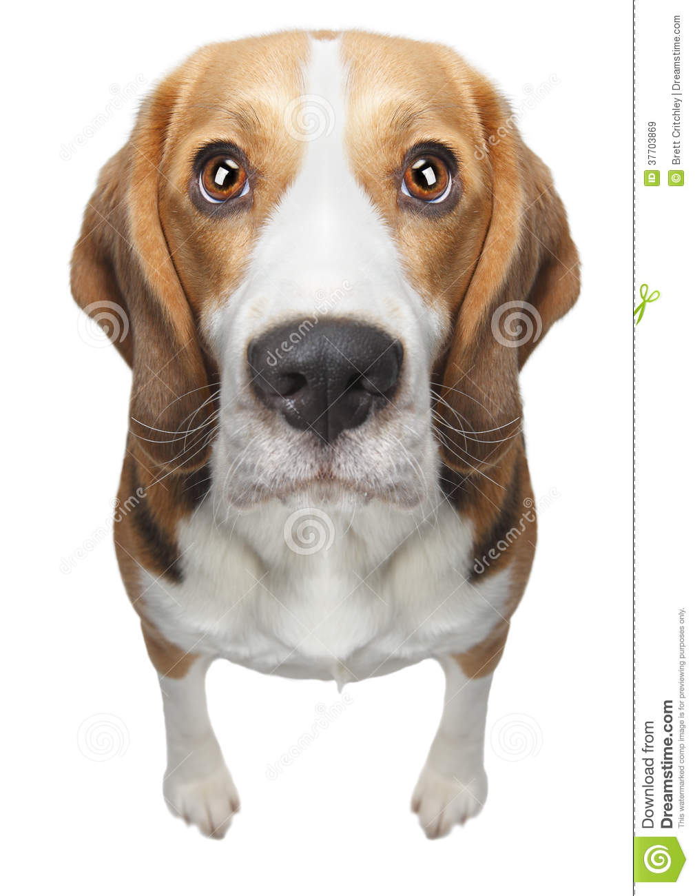 Beagle Dog Face Closeup