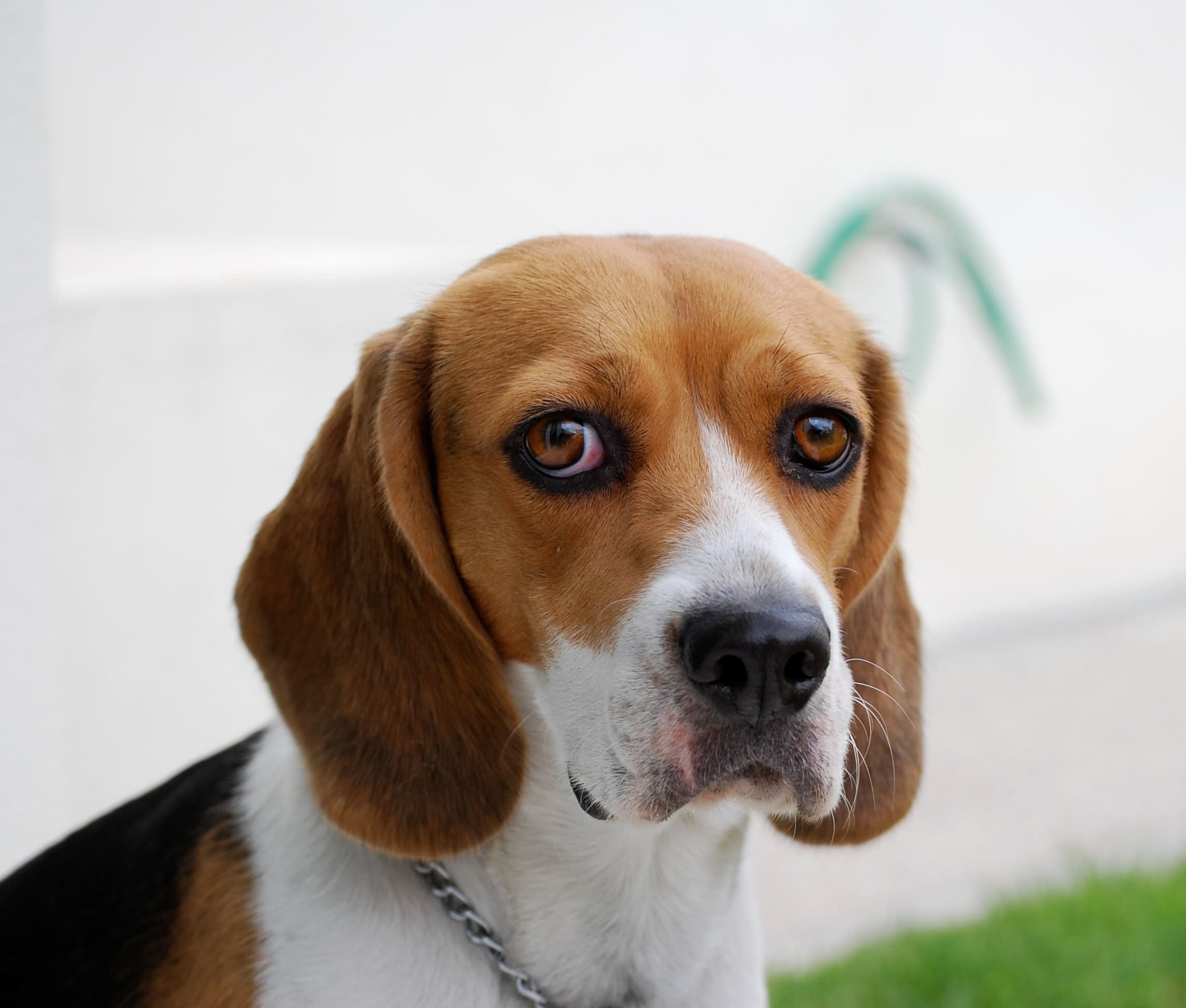 Beagle Dog Face Image