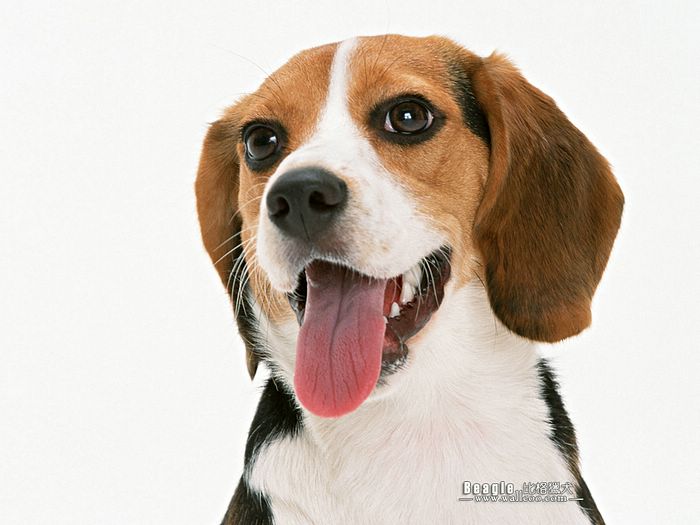 Beagle Dog Face Photo