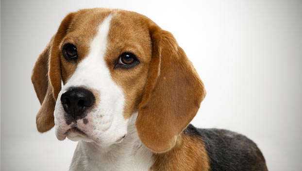 Beagle Dog Face Picture