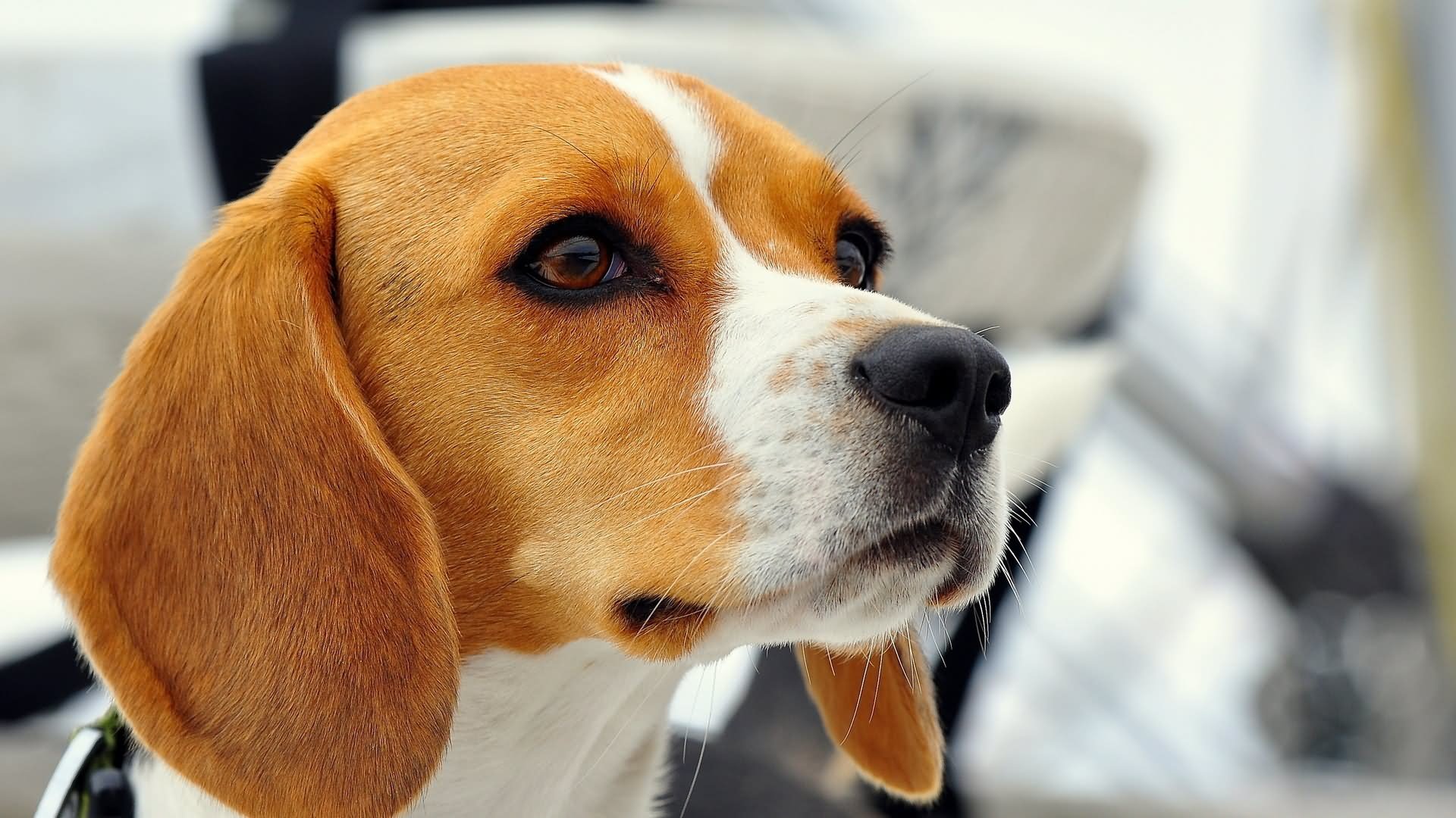 Beagle Dog Face Wallpaper