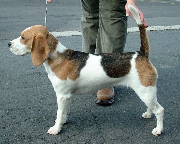 Beagle Dog Image