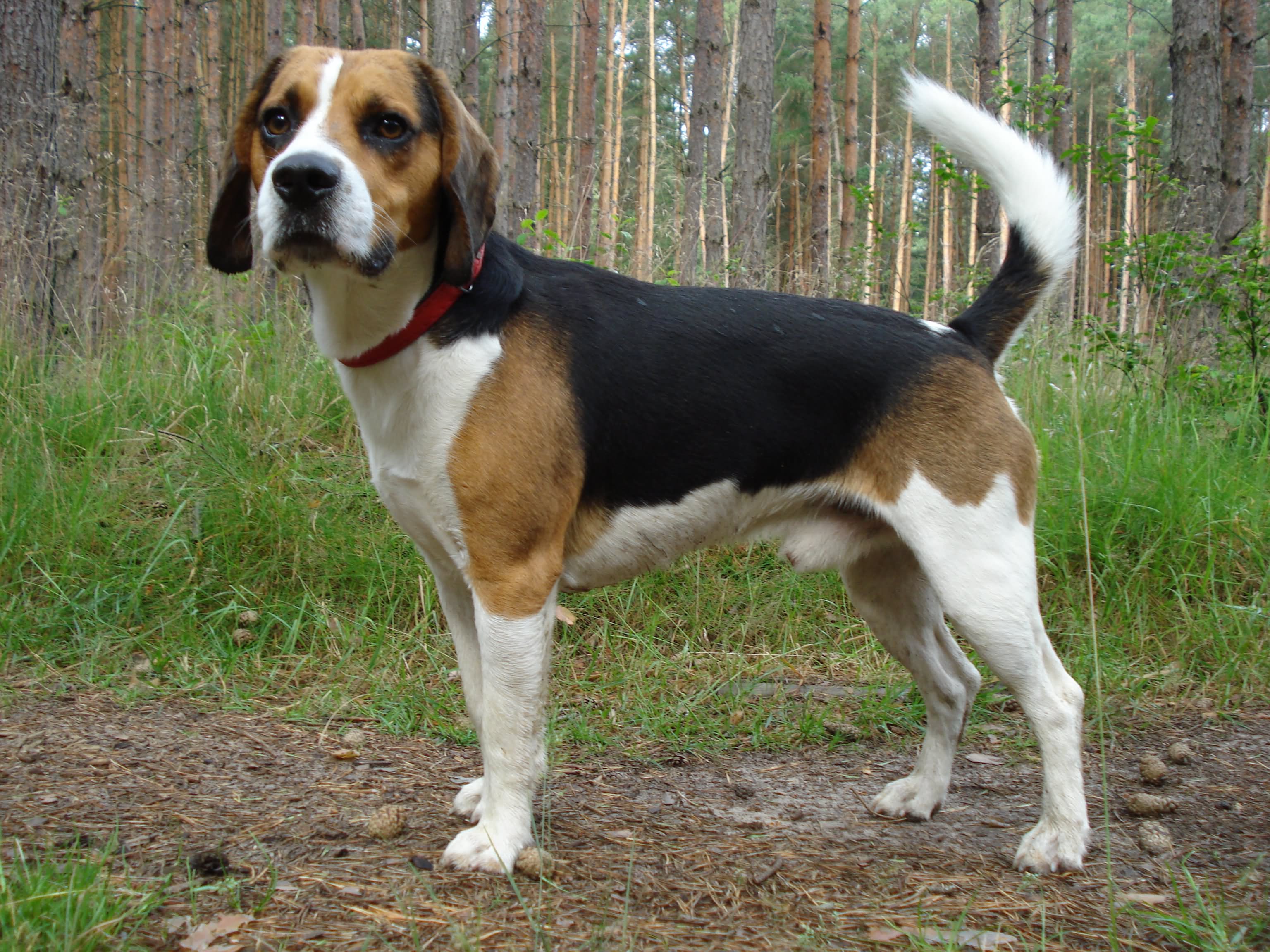 Beagle Dog In Forest