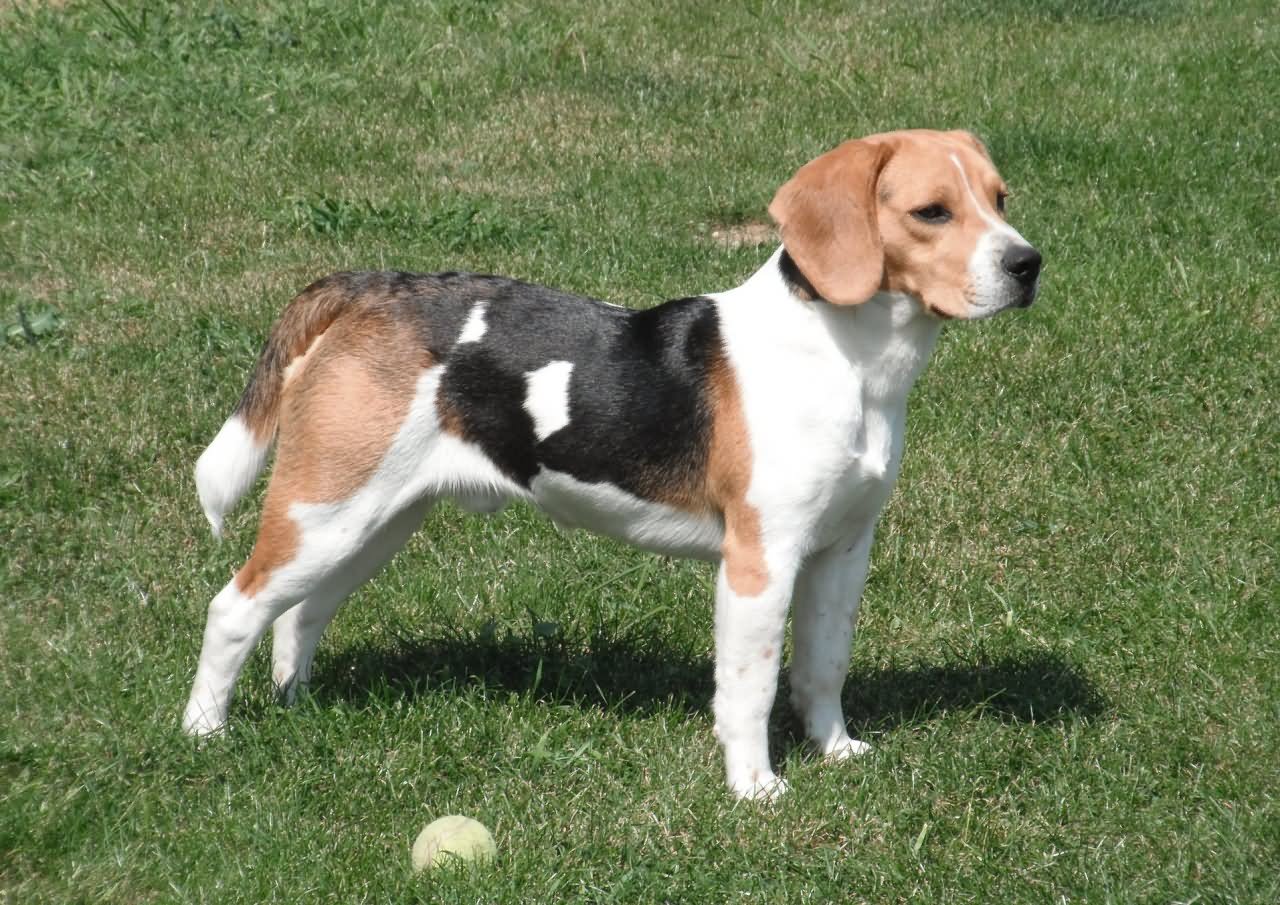 Beagle Dog In Garden With Ball