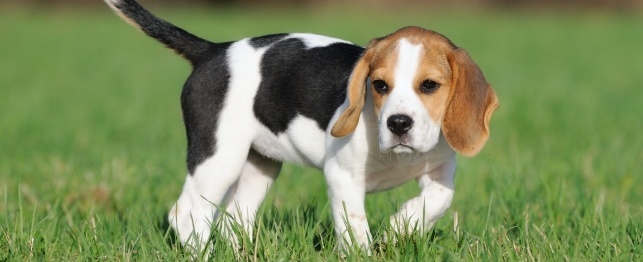 Beagle Dog In Garden