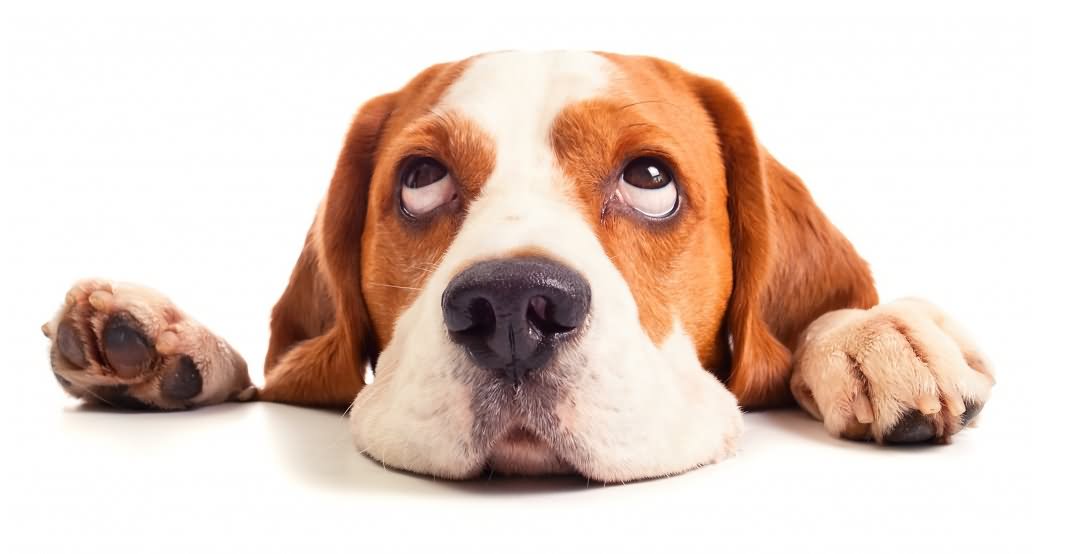Beagle Dog Laying On Floor