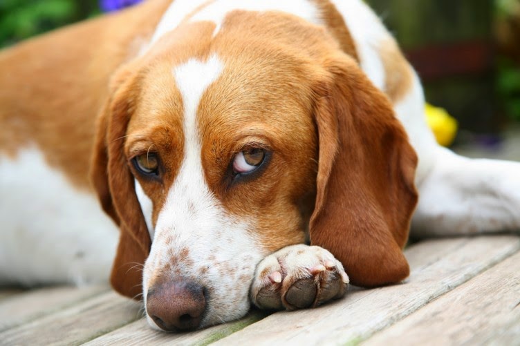 Beagle Dog Laying