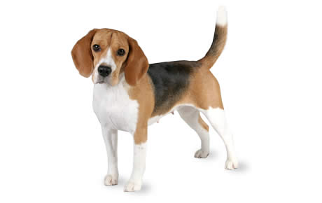 Beagle Dog Picture