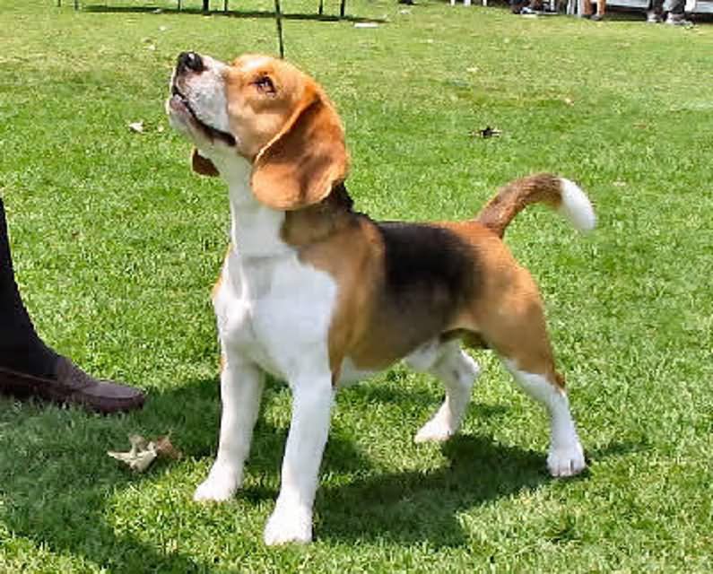Beagle Dog Playing In Garden