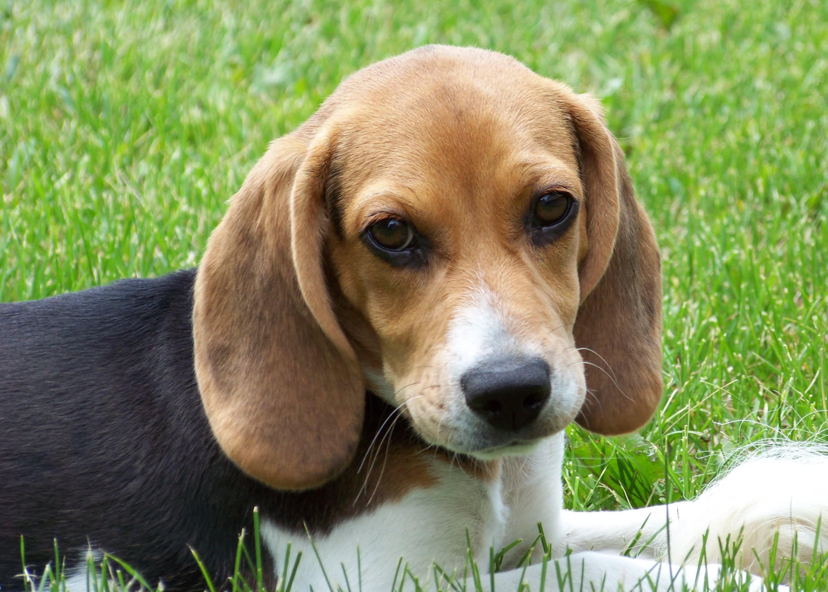 Beagle Dog Puppy Sitting On Grass
