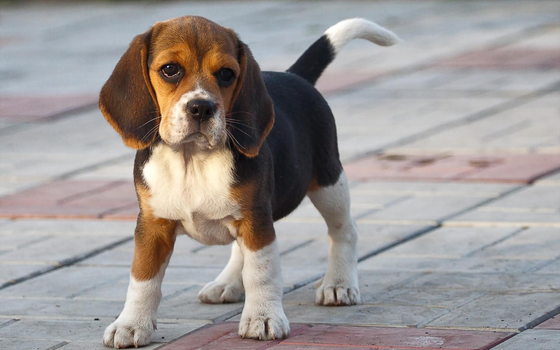 Beagle Dog Puppy Wallpaper