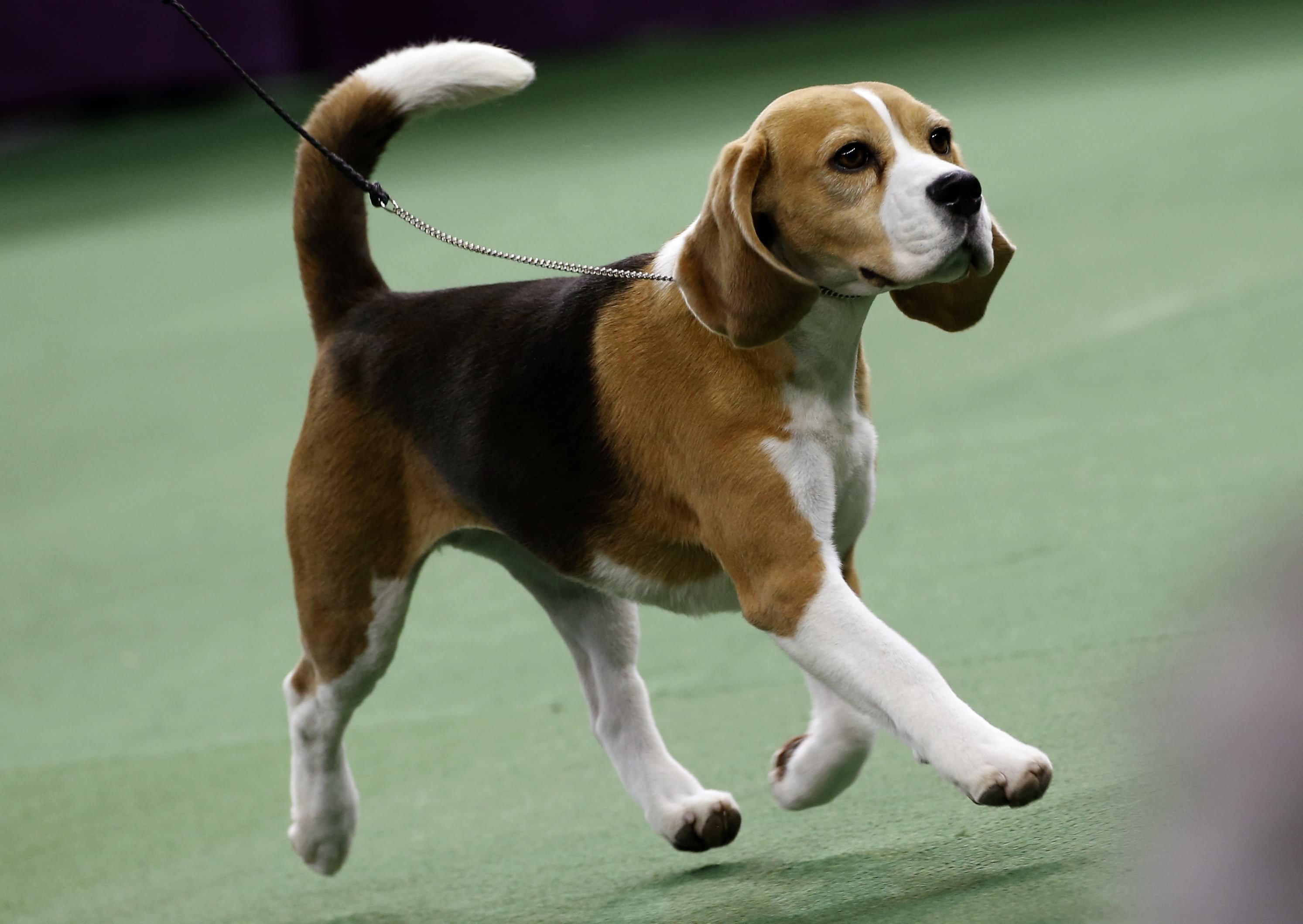 Beagle Dog Running