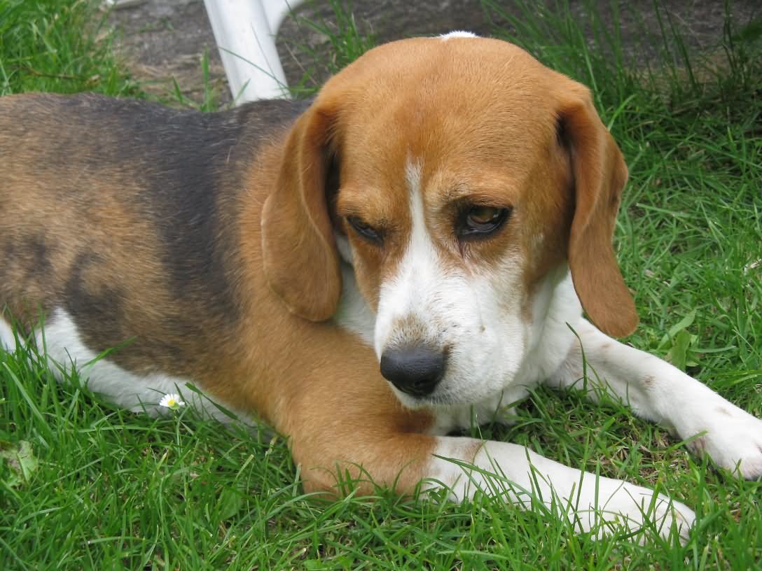 Beagle Dog Sitting On Grass