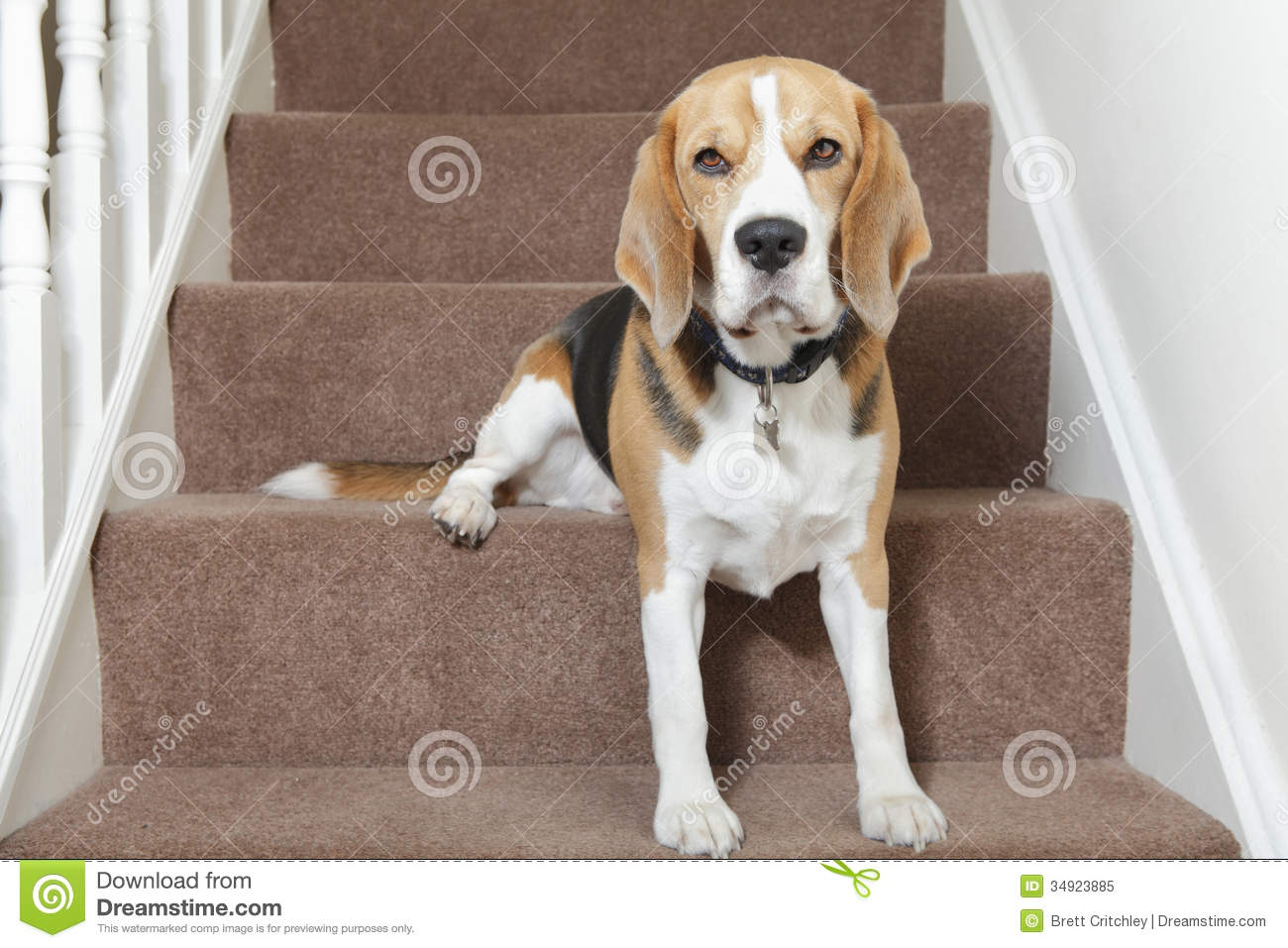 Beagle Dog Sitting On Stairs