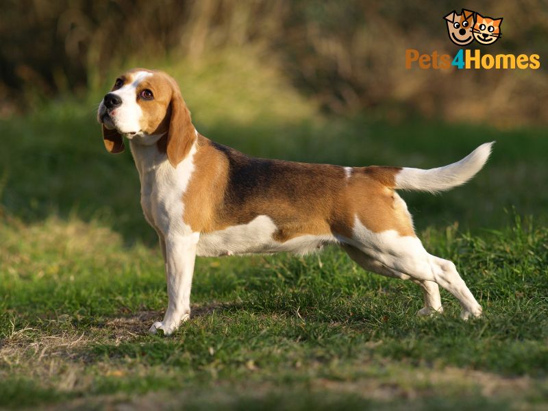 Beagle Dog Standing In Park