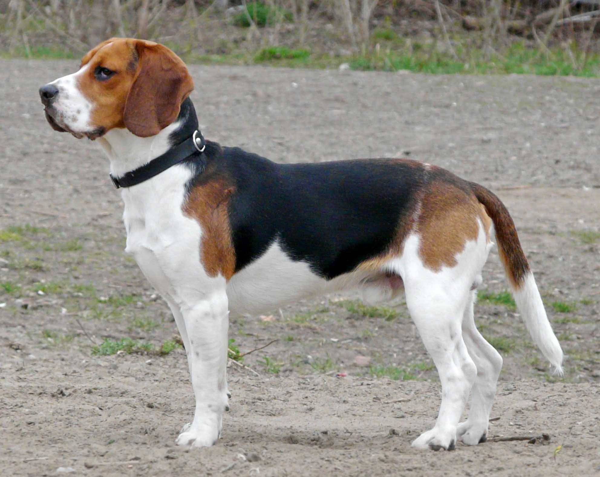 Beagle Dog Standing Outside