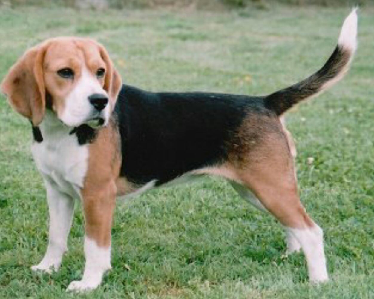 Beagle Dog Standing Picture