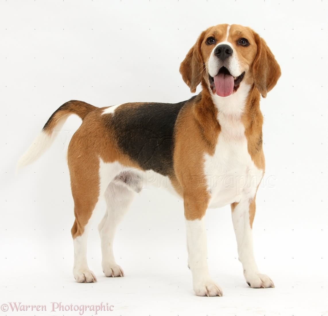 Beagle Dog Standing