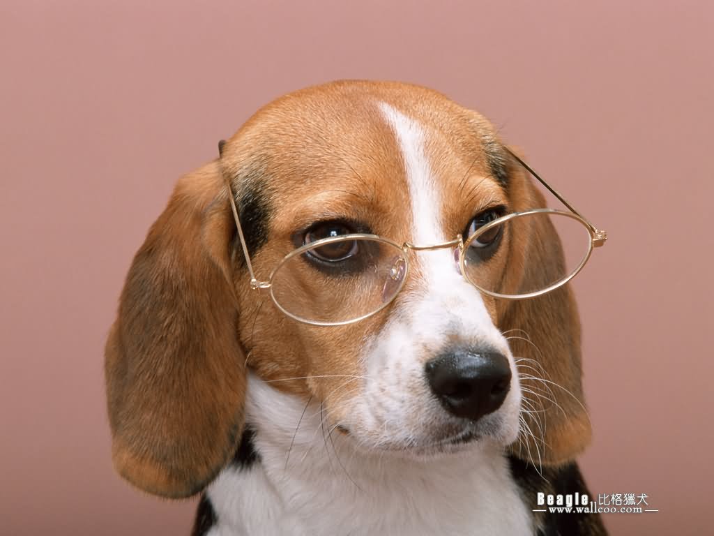 Beagle Dog Wearing Eyeglasses