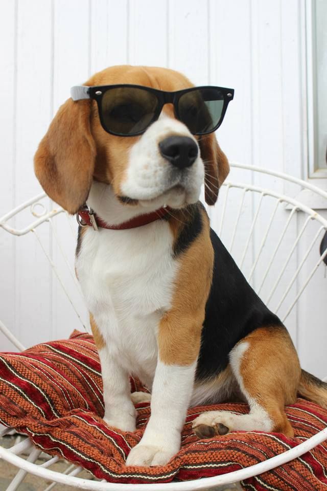 Beagle Dog Wearing Sunglasses Sitting On Chair