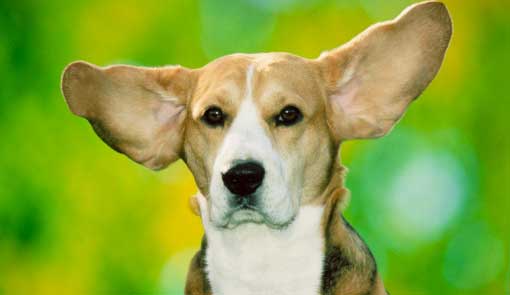 Beagle Dog With Big Ears