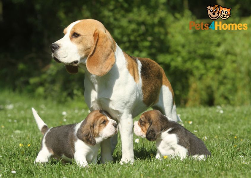 Beagle Dog With Puppies Outside