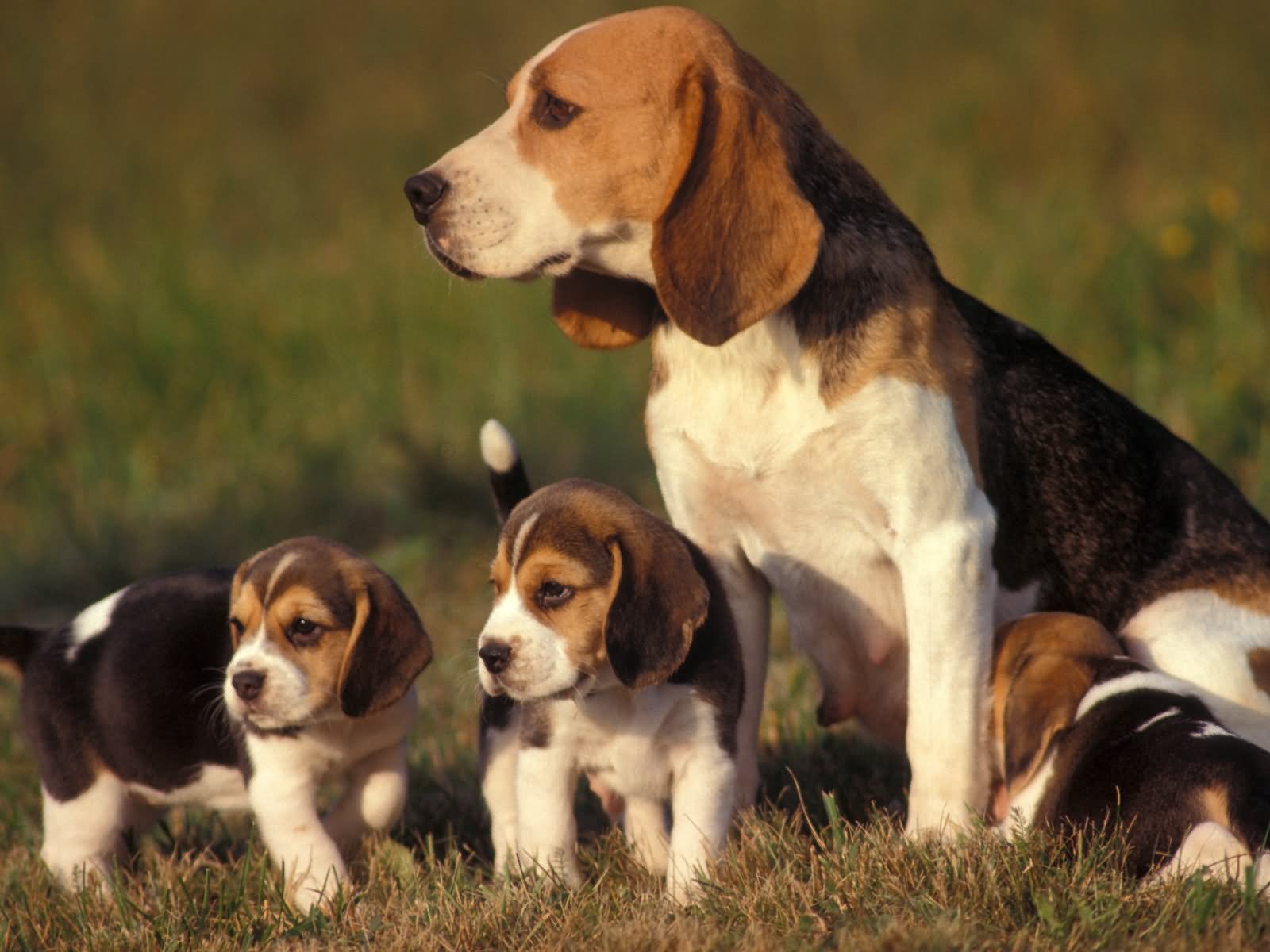Beagle Dog With Puppies