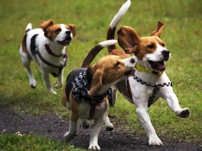 Beagle Dogs Running