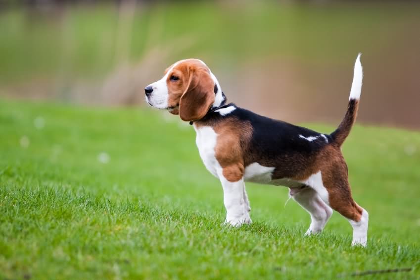 Beagle Male Puppy Standing In Garden