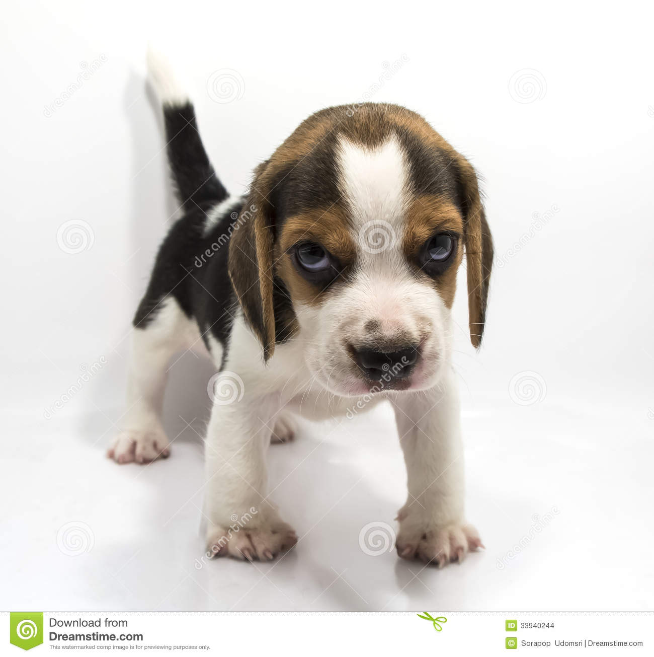 Beagle Puppy Looking At Camera